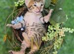 Clover F5 SBT Female - Savannah Cat For Sale - NV&comma; US