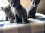 Russian Blues to new homes - Russian Blue Kitten For Sale - Charlotte&comma; NC&comma; US