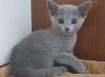 Russian Blues to new homes - Russian Blue Kitten For Sale - Charlotte&comma; NC&comma; US