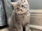Silver Scottish Straight Boy - Scottish Straight Kitten For Sale - Orlando&comma; FL&comma; US