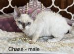 Chase - Devon Rex Kitten For Sale - Homer&comma; IL&comma; US