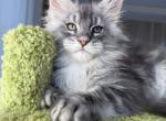 Silver Maine Coon Kitten - Maine Coon Kitten For Sale - 