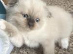 Moonstone - Scottish Fold Kitten For Sale - WI&comma; US