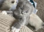 Moondust - Scottish Fold Kitten For Sale - WI&comma; US