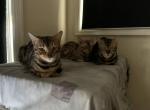 Kareem Savannah faith - Bengal Cat For Sale - NJ&comma; US