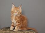 Simba - Maine Coon Kitten For Sale - NY&comma; US