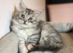 Silver Torti Girl - Siberian Kitten For Sale - VT&comma; US
