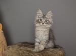 Leon - Maine Coon Kitten For Sale - NY&comma; US