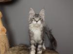 Lionel - Maine Coon Kitten For Sale - NY&comma; US