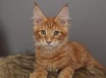 Chester - Maine Coon Kitten For Sale - NY&comma; US