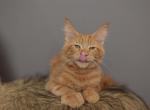 Raphael - Maine Coon Kitten For Sale - NY&comma; US