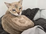 Juju Shakira - Bengal Cat For Sale - NJ&comma; US