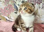 Chloe - Scottish Fold Kitten For Sale - New York&comma; NY&comma; US
