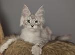 Lumi - Maine Coon Kitten For Sale - NY&comma; US