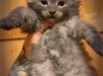 Purple Collar - Maine Coon Kitten For Sale - Mora&comma; MN&comma; US