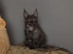 Drake - Maine Coon Kitten For Sale - NY&comma; US