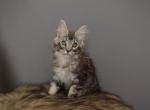 Chase - Maine Coon Kitten For Sale - NY&comma; US