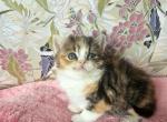 Bella - British Shorthair Kitten For Sale - New York&comma; NY&comma; US