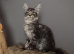 Richard - Maine Coon Kitten For Sale - NY&comma; US