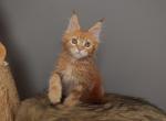 Peach - Maine Coon Kitten For Sale - NY&comma; US