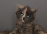 Alice - Maine Coon Kitten For Sale - NY&comma; US