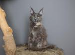 Mia - Maine Coon Kitten For Sale - NY&comma; US