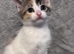 Cali the polydactyl - Polydactyl Kitten For Adoption - Greenville&comma; PA&comma; US