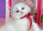 R126 - Ragdoll Kitten For Sale - Los Angeles&comma; CA&comma; US