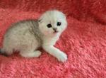 Bruno2 - Scottish Fold Kitten For Sale - 