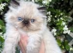 Magnolia  seal point dollface - Himalayan Kitten For Sale - Lakeland&comma; FL&comma; US