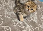 Elvira - Scottish Fold Kitten For Sale - Naperville&comma; IL&comma; US