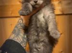 Magenta Collar - Maine Coon Kitten For Sale - Mora&comma; MN&comma; US