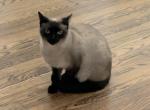 Pretty - Siamese Cat For Adoption - Lake Lincolnd&comma; NY&comma; US
