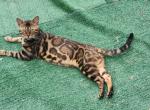 Bengal cat stud tom service available - Bengal Cat For Sale/Service - FL&comma; US