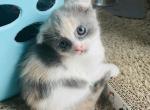 Mimosa - Scottish Fold Kitten For Sale - WI&comma; US