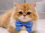 Leo - Persian Kitten For Sale - Boca Raton&comma; FL&comma; US