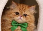 Teddy - Persian Kitten For Sale - Boca Raton&comma; FL&comma; US