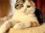 Gianna - Scottish Fold Kitten For Sale - Warwick&comma; NY&comma; US