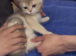 Ollie Reserved - British Shorthair Kitten For Sale - 