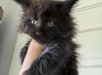 Silver and Smoke Litter - Maine Coon Kitten For Sale - Hartsville&comma; TN&comma; US