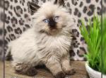 Ragdoll Siberian Male  kitten - Ragdoll Kitten For Sale - Eagan&comma; MN&comma; US