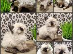 Ragdoll Siberian Male  kitten - Ragdoll Kitten For Sale - 