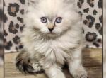 Ragdoll Siberian Female kitten - Ragdoll Kitten For Sale - Eagan&comma; MN&comma; US