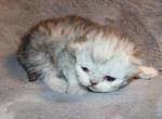 CFA Shaded Silver Female Persian - Persian Kitten For Sale - 