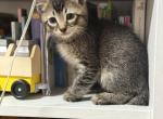 Stripy male - Domestic Kitten For Adoption - Auburn&comma; WA&comma; US