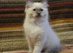 Mikey - Ragdoll Kitten For Sale - Seattle&comma; WA&comma; US