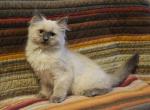 Queenie - Ragdoll Kitten For Sale - Seattle&comma; WA&comma; US
