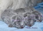 Russian Blue Kittens - Russian Blue Kitten For Sale - Springfield&comma; OH&comma; US