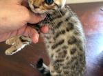 Madona - Bengal Kitten For Sale - 