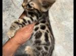 Ruby - Bengal Kitten For Sale - 